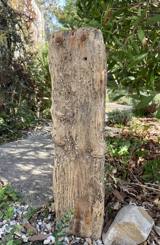 Large driftwood barnacles - driftwood,